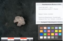 Foto (Objekt + Etikett) von Spondylostrobus smythii F.V. Mueller (NHMW-GEO-2024-0188-10402)